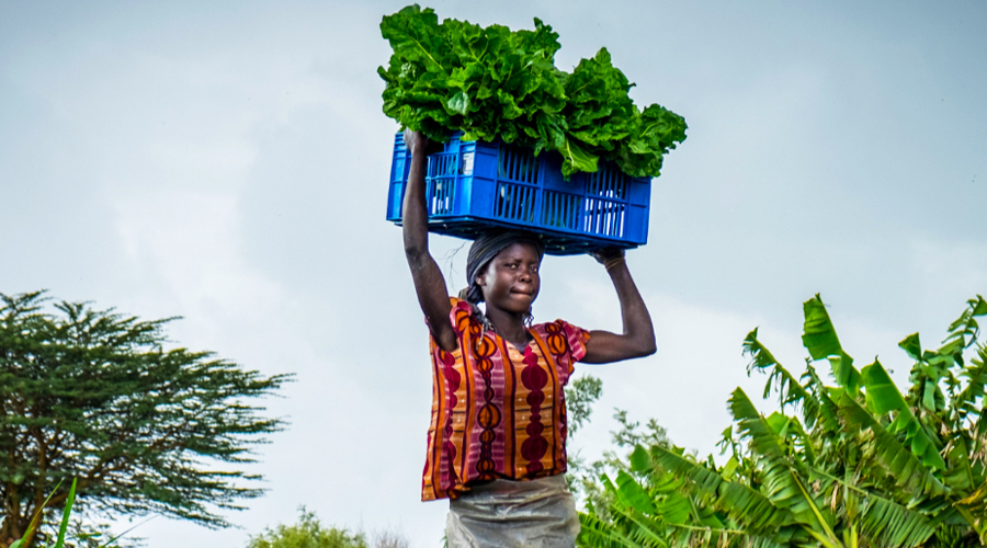 More than a dozen Brandeis International Business School students and recent grads helped a local startup connect farmers in Ghana with financial lenders. 
