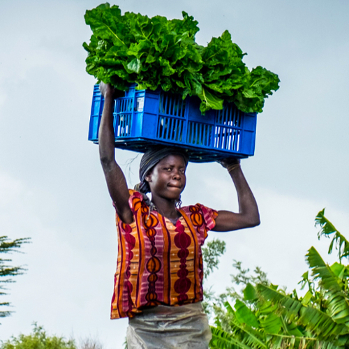A woman carries a crate of greens on her head in a field.