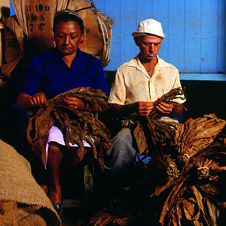 Two Cubans preparing cigars.