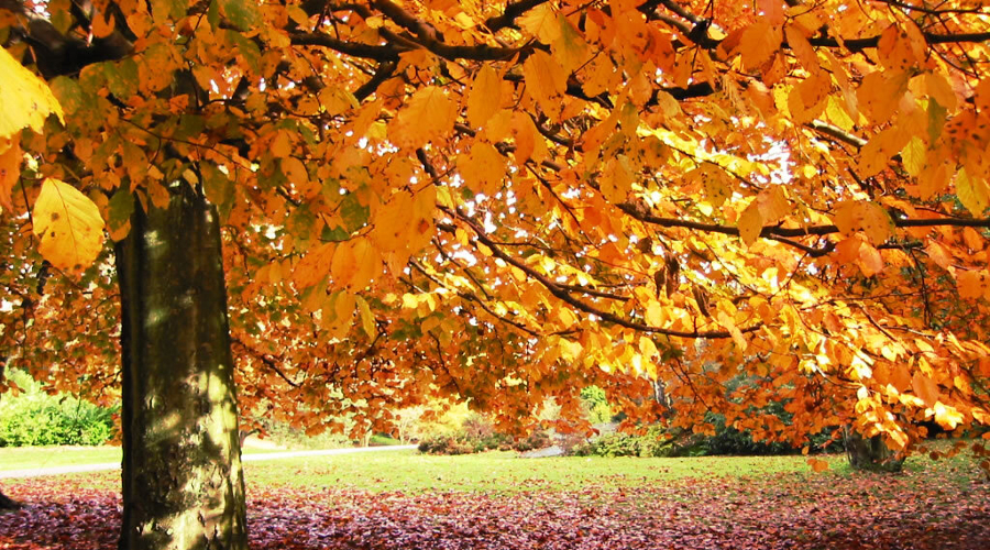 A pastoral picture of an elm tree with sunlight shining around its yellow and orange leaves.