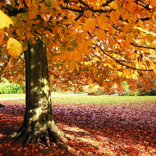 A pastoral picture of an elm tree with sunlight shining around its yellow and orange leaves.