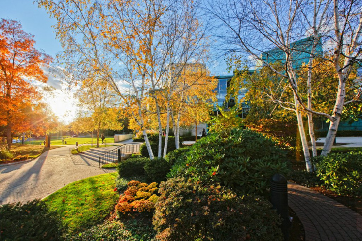 Fall foliage on the Brandeis campus.