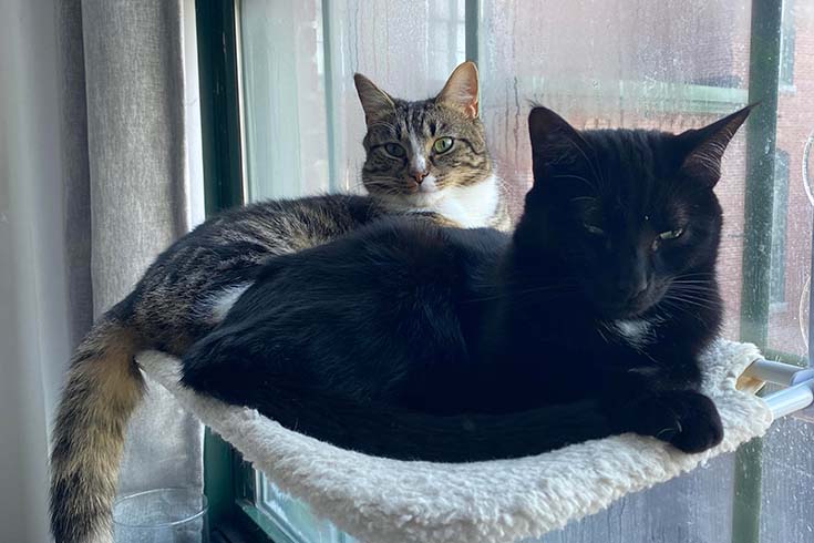 Memphis, a brown tabby cat, and Martini, a black cat with a white spot, lie on a cat seat in front of a window.