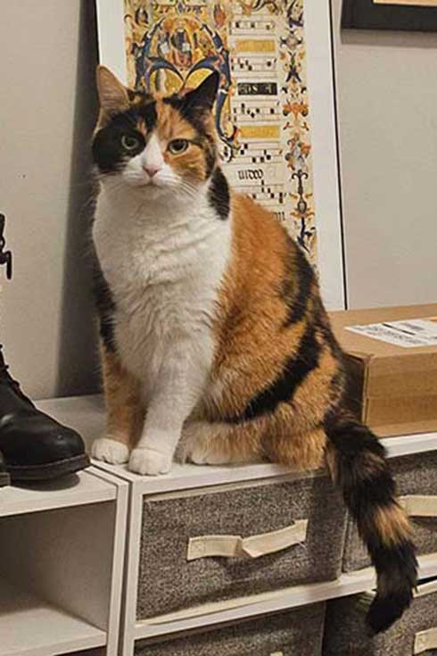 Chicken, a calico cat, sits on a shelf in front of an illuminated manuscript.
