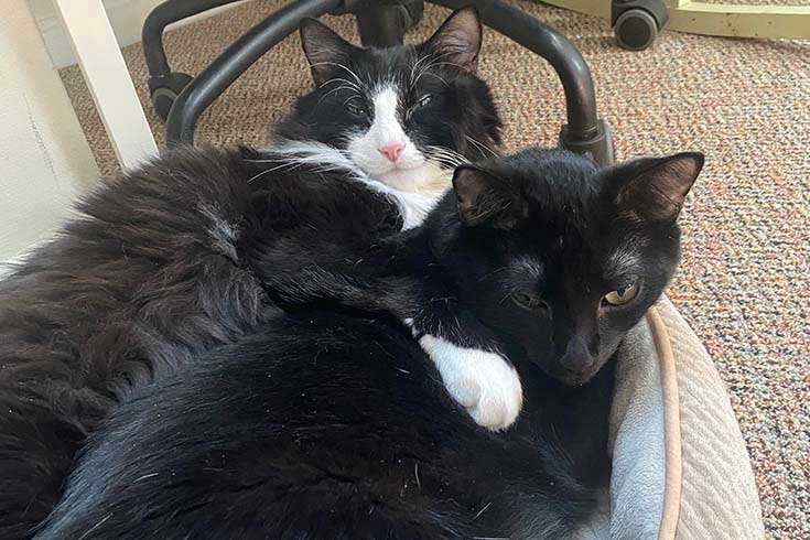 Alexander, a black and white cat, and Luca, a black cat, lie spooning on a cushion.