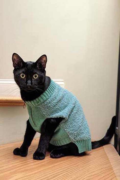 Frankie, a black cat, sits wearing a turquoise sweater.