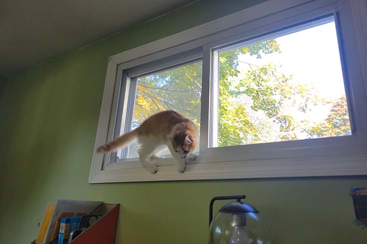 Hobbes, an orange and white cat, clings to a windowsill indoors.