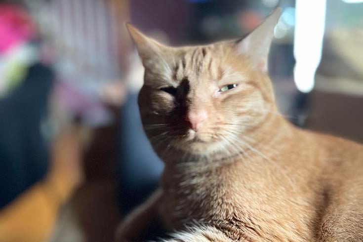 Persephone, an orange tabby cat, looks at the camera with narrowed eyes.