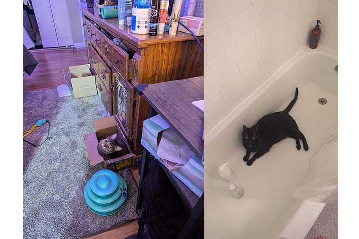 Left: Minnie, a brown tabby cat, pokes her head out a cardboard box. Right: Rafa, a black cat, lies in a bathtub.
