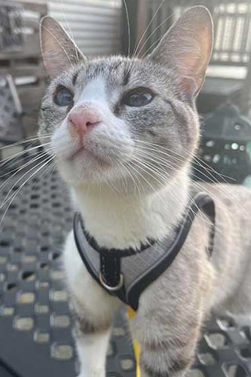 Mibby, a gray and white cat wearing a harness, stands on a table outside.