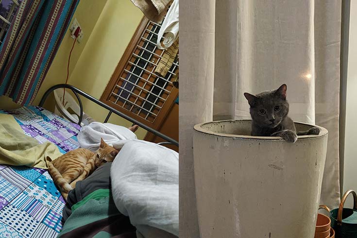 Left: Nina, an orange cat, cuddles against pillows on a bed. Right: General Toussaint, a gray cat, pokes his head out of a large flowerpot.
