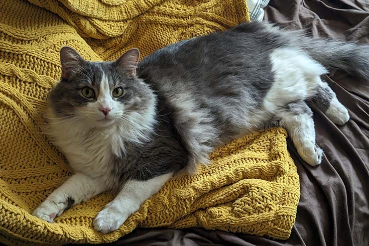 Dio, a fluffy gray and white cat, lies on top of a knitted blanket.