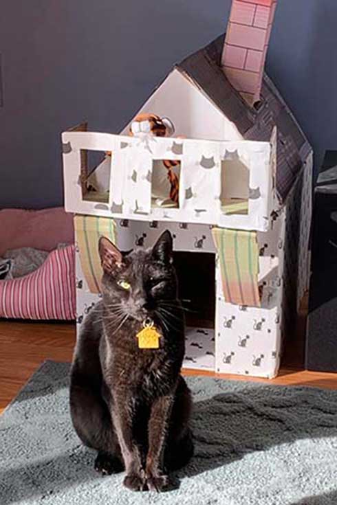 Oliver, a black cat, sits in front of a cat-sized house.