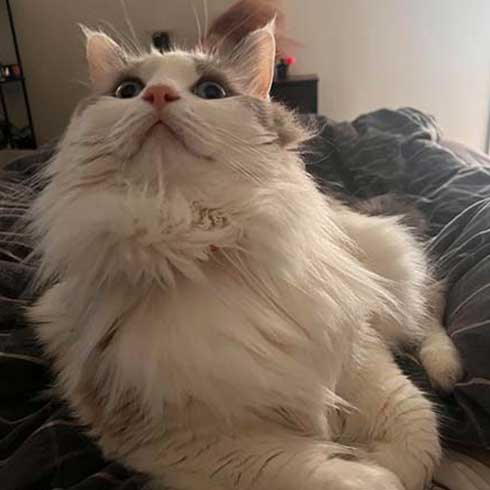 Pomu, a white and gray ragdoll cat, lies on a bed.
