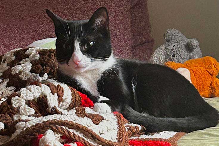 Lilith, a tuxedo cat, lies on a knit blanket.