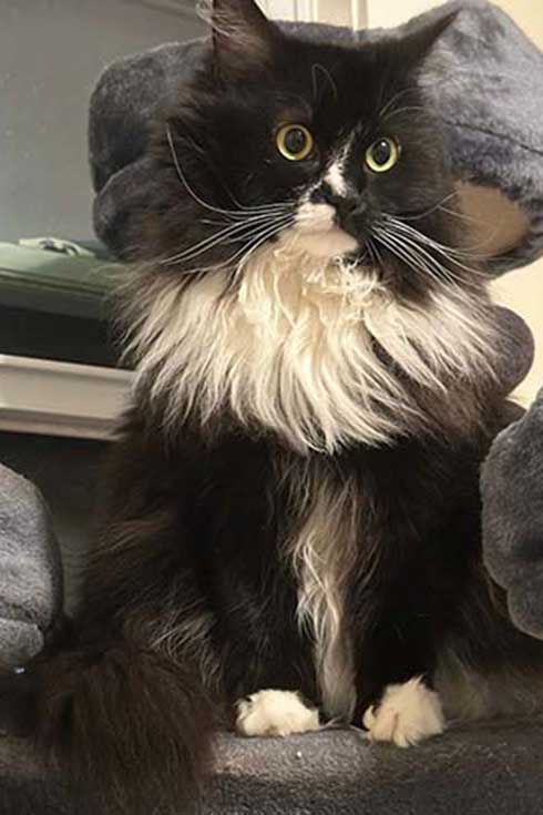 Evie, a fluffy tuxedo cat, sits on a cat tree.