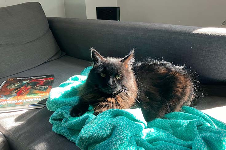 Fuzz, a cat, lies on a towel on a couch.