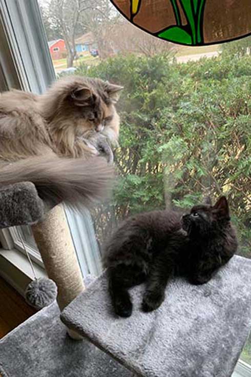 Sasha, a gray cat, and Mia, a black cat, look at each other from different levels of a cat tree.
