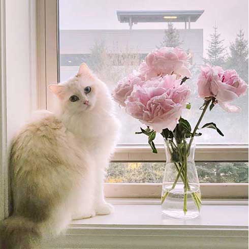 Grogu, a fluffy white cat, sits in a window next to a vase of roses.