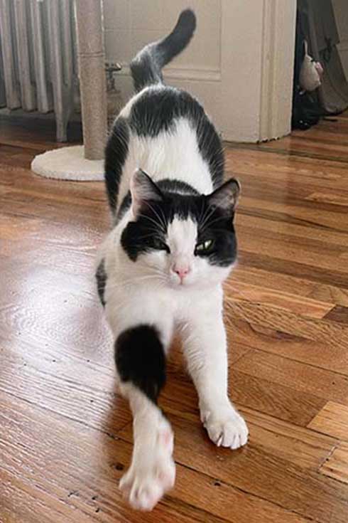 Chashao, a black and white cat, stretches along the floor.