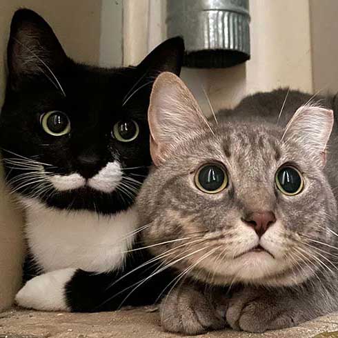 Xiao Ya, a tuxedo cat, and Xiao Liang, a tabby cat, look at the camera with big eyes.