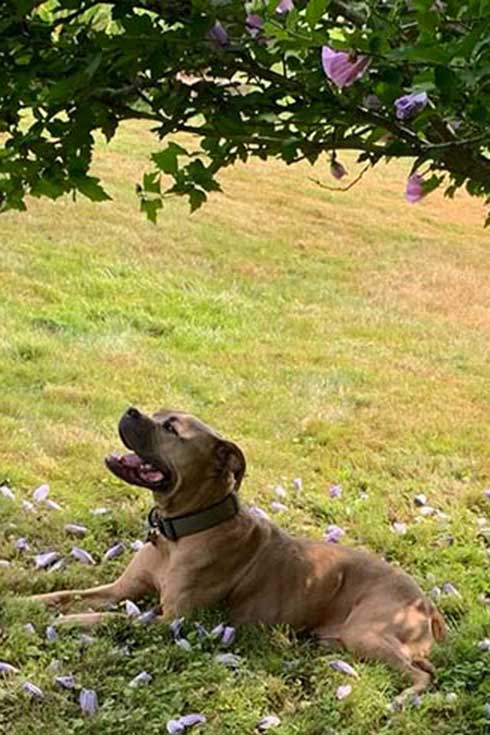 Lola, an American Bully dog, lies under a tree.