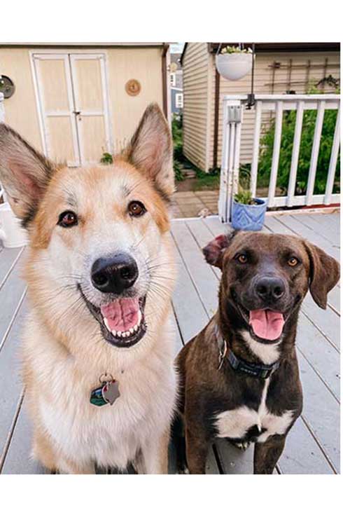 Waffles and Maple, two dogs, sit on a porch looking at the camera.