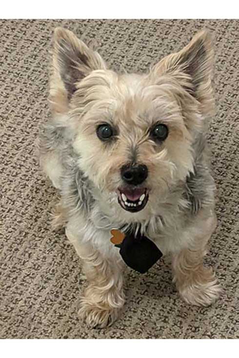 Kirby, a Yorkie/Maltese mix wearing a bow tie, looks at the camera.
