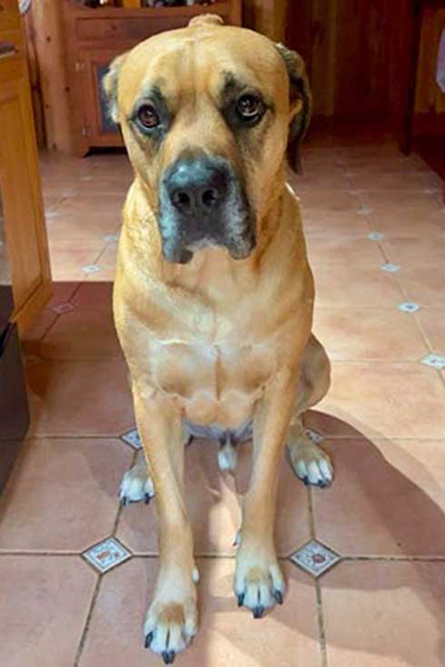 Thor, a Bullmastiff/Cane Corso/Rottweiler mix, looks at the camera.
