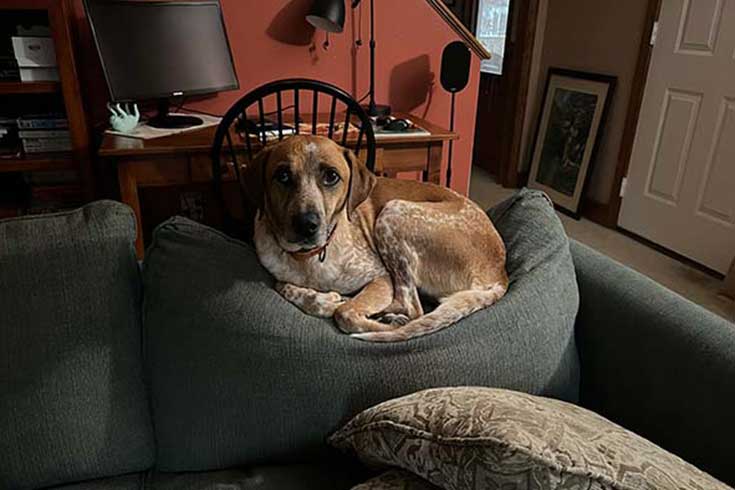 Ranger, a dog, sits nestled on the top cushion of a couch, looking at the camera.