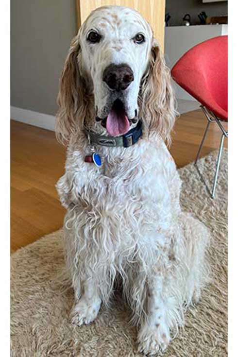 Charlie, an English setter, looks at the camera.