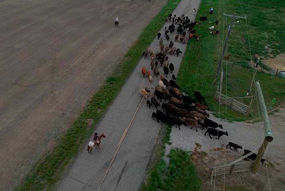 A large herd of cows crosses a rural road.