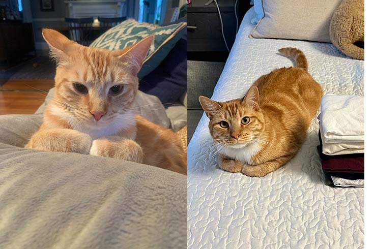 Left: Bami, a cat, lies on a couch cushion. Right: Bami lies on a bed next to folded laundry.