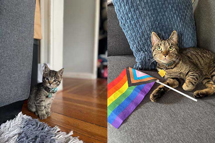 Left: Charlie, a kitten, sits on the floor next to a couch. Right: An older Charlie lies on the couch with a Pride flag.