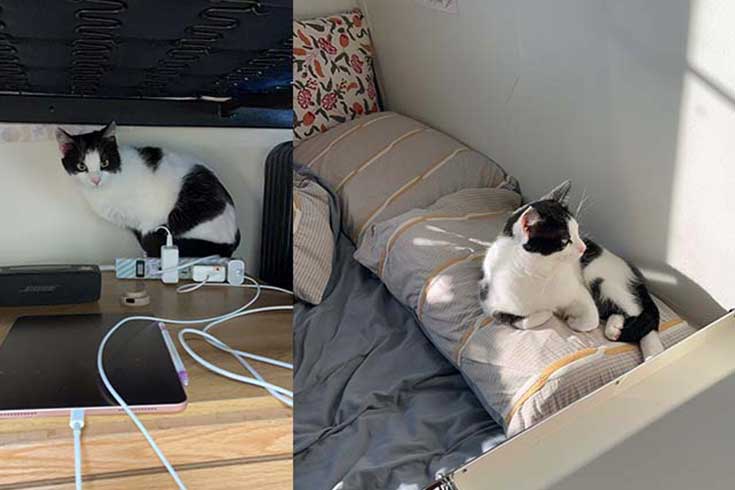 Left: Chashao, a black and white cat, sits under a bed amongst charger cords. Right: An older Chashao lies on the bed.