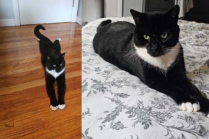 Left: Gulliver, a black and white cat, lies stretched out on the floor. Right: Gulliver lies on a bed.
