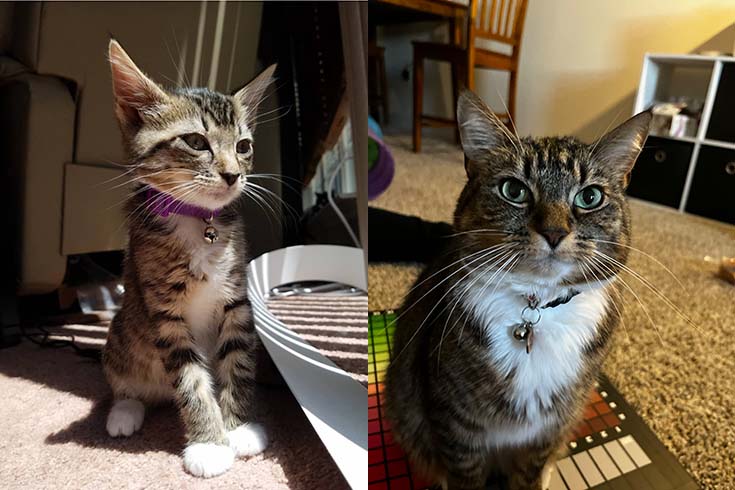 Left: Hiccup, a kitten, sits on the floor. Right: An older Hiccup looks at the camera.