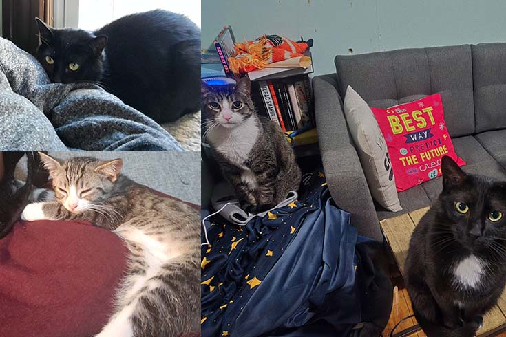 Top left: Jane, a black cat, lies against student Jordan Berg Powers's shoulder. Bottom left: Hedwig, a tabby cat, lies against Berg Powers's shoulder. Right: Jane and Hedwig sit next to a couch.