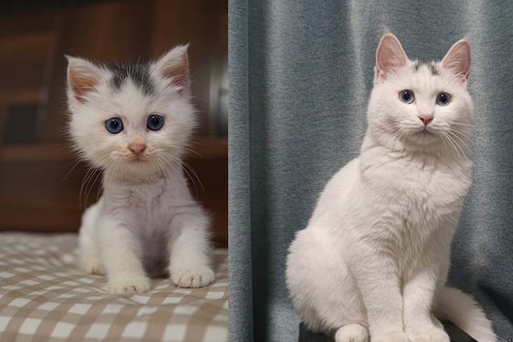 Left: Little Eight, a white kitten with a marking on her head, faces the camera. Right: An older Little Eight sits facing the camera.