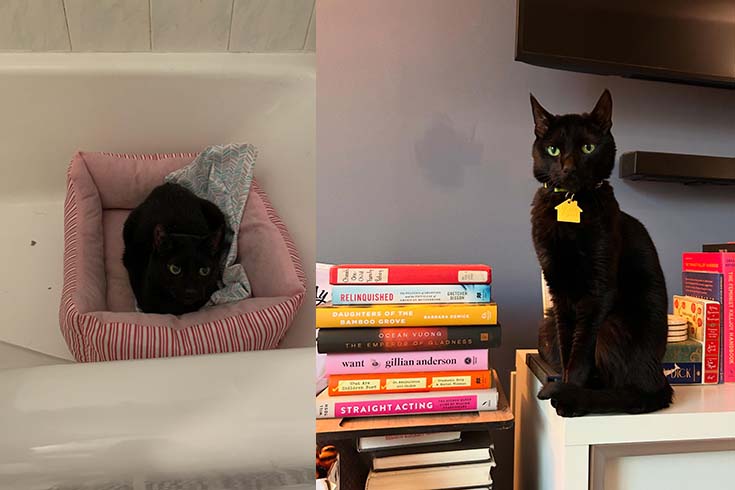 Left: Oliver, a black cat, lies in a cat bed in a bathtub. Right: Oliver sits on a shelf next to a stack of books.