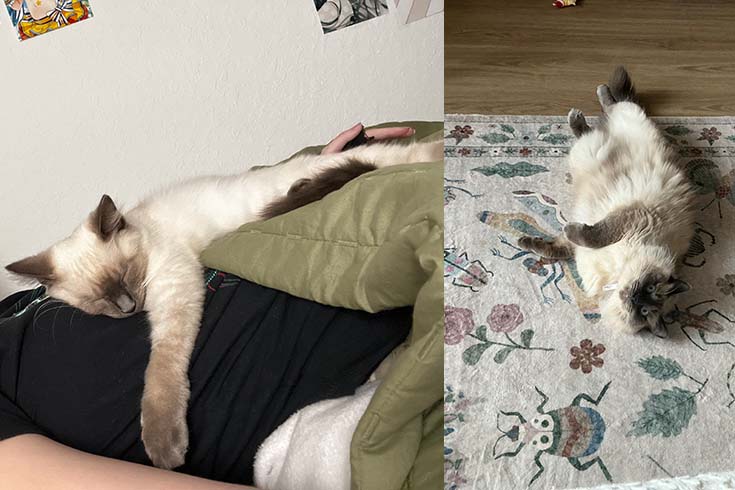 Left: Phillis, a Balinese kitten, lies on top of student Jillian Spiegelman. Right: An older Phillis lies on the rug.