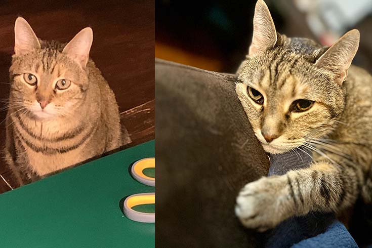 Left: Sasha, a cat, sits next to a table. Right: Sasha lies along the back of a couch.