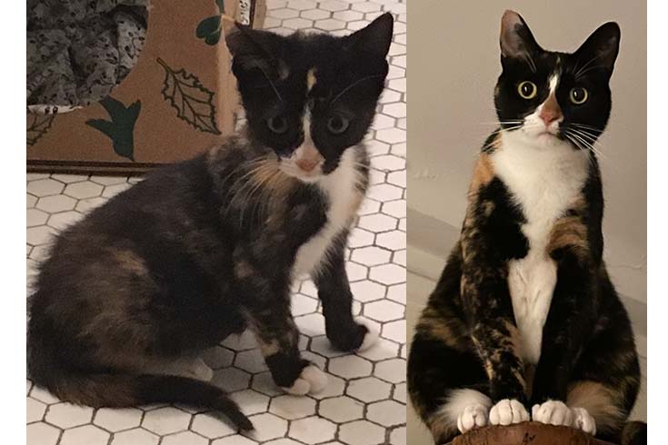 Left: Snug, a tortoiseshell kitten, sits on the floor. Right: An older Snug looks at the camera.