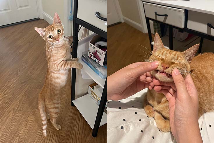 Left: Stan, a kitten, stands on his hind legs next to a shelving unit. Right: An older Stan grins as hands touch his mouth.