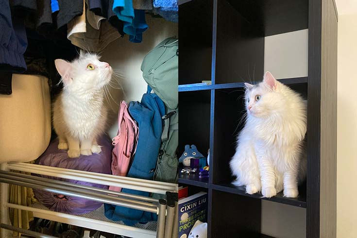 Left: Sylvie, a white kitten, sits in a closet. Right: An older Sylvie sits on a shelf.