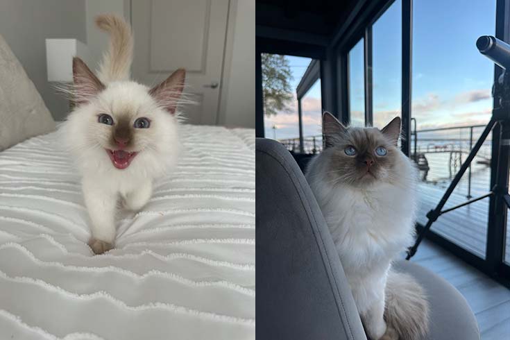 Left: Winston, a ragdoll kitten, stands on a bed and grins. Right: An older Winston sits on a glassed-in porch by the ocean.