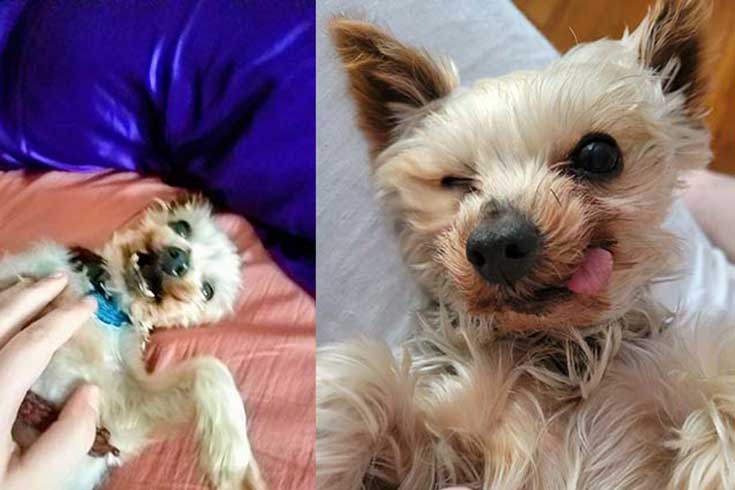 Left: Baby, a dog, lies on his back being petted. Right: Baby looks at the camera and sticks out his tongue.