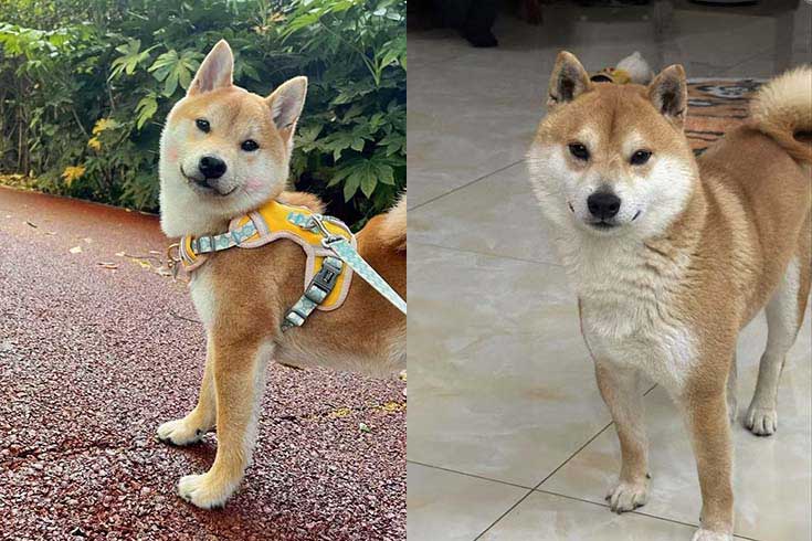 Left: Caicai, a Shiba Inu, stands outside on a leash. Right: Caicai stands inside.