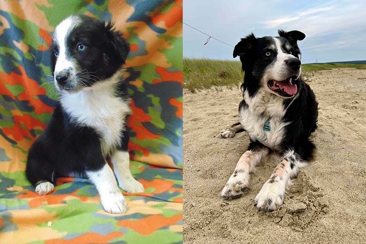Left: Gibson, an Australian Shepherd puppy, sits on a colorful blanket. Right: An older Gibson lies on the beach.