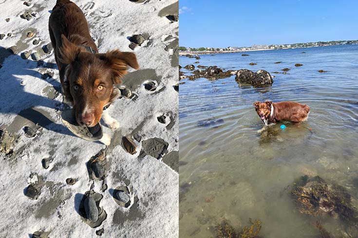 Left: Helix, a dog, stands on the sand among footprints. Right: Helix stands in the ocean.